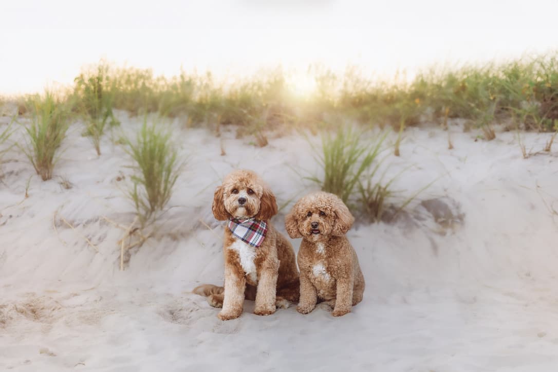 Two Cavapoos sitting in the beach dunes at sunset