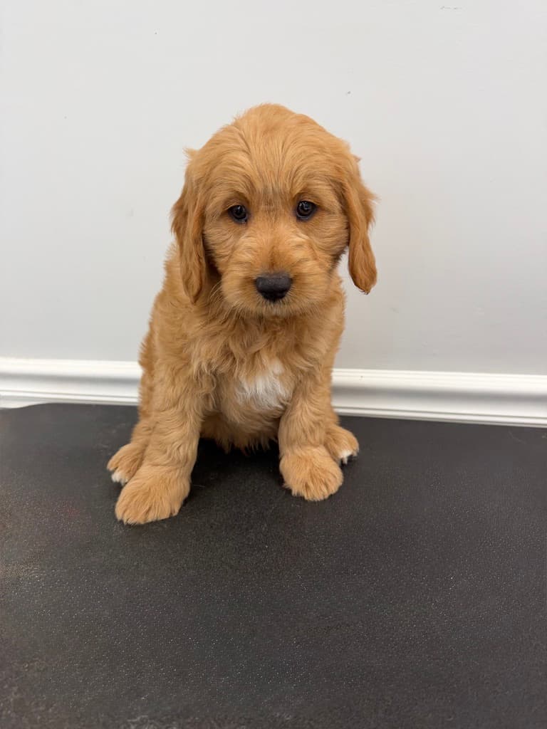Apricot Goldendoodle puppy